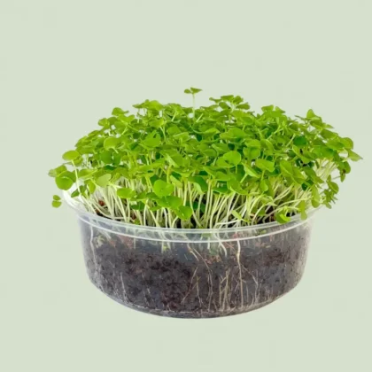 Basil Green Microgreen