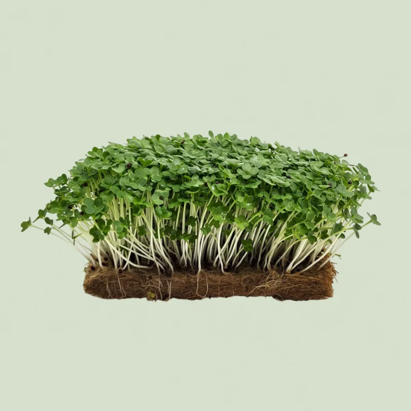 Green Mustard Microgreens