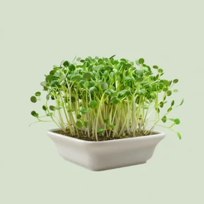 Peas Microgreens