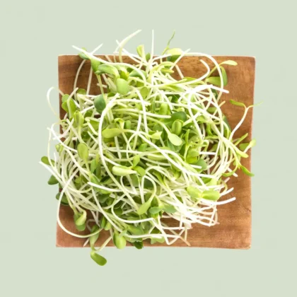 Radish White Microgreens