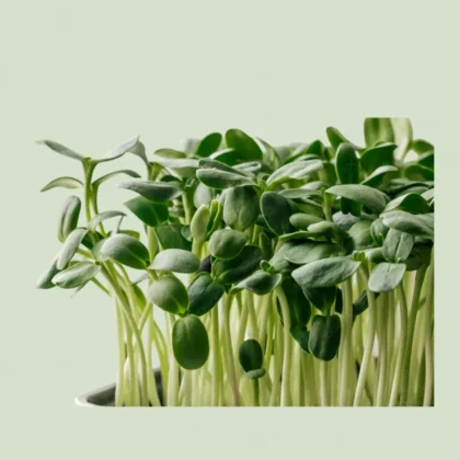 Sunflower Microgreens